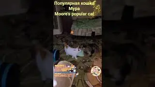Популярная кошка Мура. Moore's popular cat.