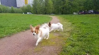 Собака-бабочка. Щенок папийона (папильона)