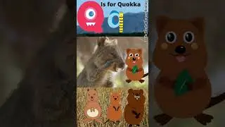 Alphabet Q Sound I Letter q I Q is for Quokka #shorts