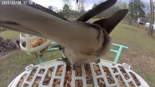 March 21-31, 2025 Birdfy Highlights