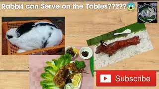 Different types of Rabbit can produced Meat