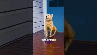 Their Dog Came Home Covered In DIRT 😱