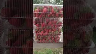 07.09.2024 Сбор 14 кг