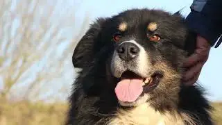 Pasja druščina