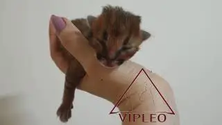 Котенок Каракет Ф1. Caracat F1.