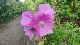 Walking about in New Addington Live! 07/07/2024 - Mobile Stream (733)