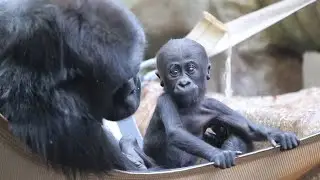 Baby gorilla b-roll