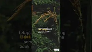 🔴ILMU PADI || SEMAKIN MERUNDUK SEMAKIN BERISI