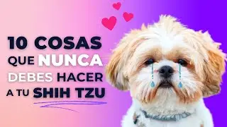 🔴【10 COSAS que NUNCA debes HACER a tu SHIH TZU】🐾