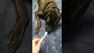 Funny dog 