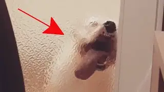 ZKUS SE NESMÁT - TikTok Zábavné Videa 2021 #40