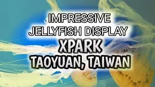 IMPRESSIVE JELLYFISH| PENGUIN PAVILION | XPARK PART4|#taiwanvlog#jellyfish#xpark|#taoyuan