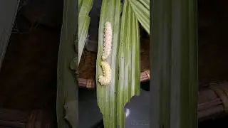 Silk cocoon larvae🐛 - I'm looking forward to seeing what kind of butterfly will appear🦋 🥰