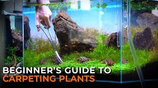 THE ULTIMATE AQUARIUM CARPET GUIDE | How to Grow, Maintain, & Trim Aquarium Carpeting Plants