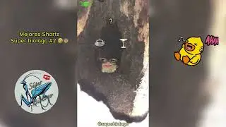 Mejores Shorts del Súper Biólogo #2 🥴🤣🙊