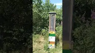 Селекційний точок Української степової бджоли.