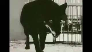 У клетки есть одна приятная особенность, она не могила, рано или поздно откроется!
