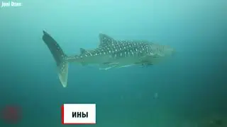Nikto by ne poveril yesli by eto ne snyali na kameru ! Zhivotnyye kotoryye nenavidyat Drug Druga