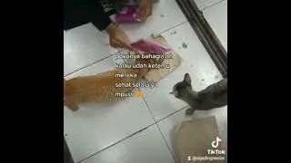 si oyen indomart. 