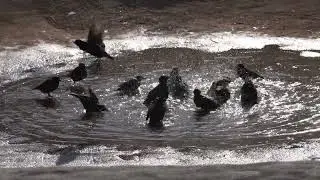 Скворцы и лужа.