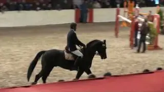Scendix (webstallions.com)