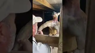 Какой мускулистый кенгуру! Вау