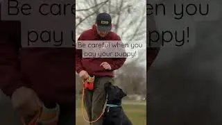 I trained random puppy at the park!🤯