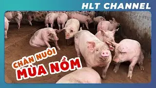 How to Improve Livestock Farming in Humid Weather?