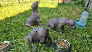 Outdoor activities of our 1 month old xolo puppies ☺️😁