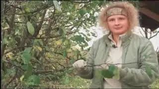 Осенняя обрезка.  Как правильно