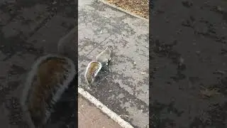 Squirrel spotted 🐿️ #animals #wildlife #england #cuteanimals #usa