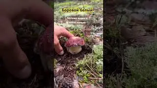 Боровой белый