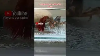 Short - VandinhaFlix - EP 18 pt1