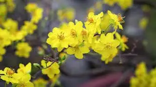 lk nhạc xuân 2019 hay nhất - nhac tết 2019