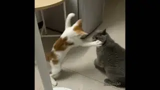 cat rassling