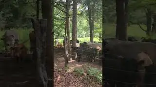 Cows Love Jazz - Part 2
