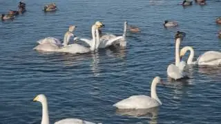 Лебеди кричат