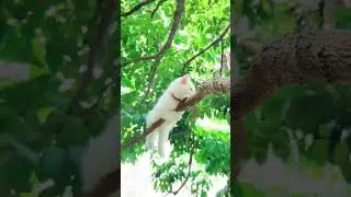 Ce chat chill en haut de son arbre #shorts