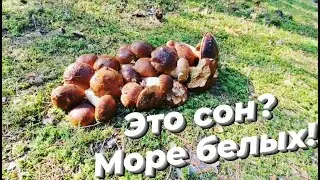 ЭТО СОН? МОРЕ БЕЛЫХ ГРИБОВ! ТИХАЯ ОХОТА В БОРОВОМ ЛЕСУ.