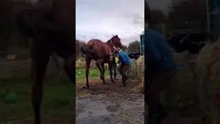 конь копытом бьёт 