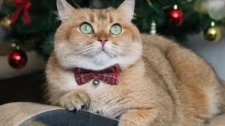 МИФЫ О БРИТАНЦАХ! #золотаяшиншилла #лучшийкот