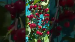 Вишня Краснодарский край 22.05.2024🍒