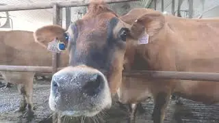 Sunset Lake Farm & Efficiency Vermont: A Short Partnership Story