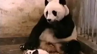 Yavrusunun hapşırığından korkan panda