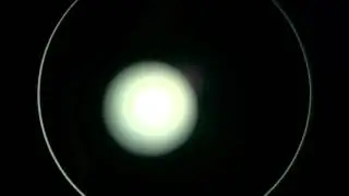 A Unicellular Motile Green Algae - Tetraselmis Suecica