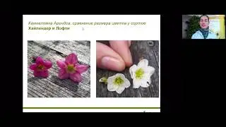 Вебинар: Цветочные двулетники и многолетники из семян, новинки