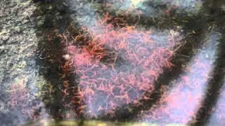 Червячки