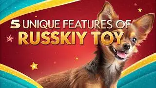 Meet the Ruskiy Toy Dog With a Giant Personality!🐶✨