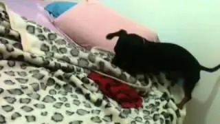 Bigo arrumando a cama!