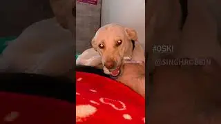 Khatarnak Bano 😬 #funnydogs #dog #puppy #cute #doglover #pets #funny #cutedog #love